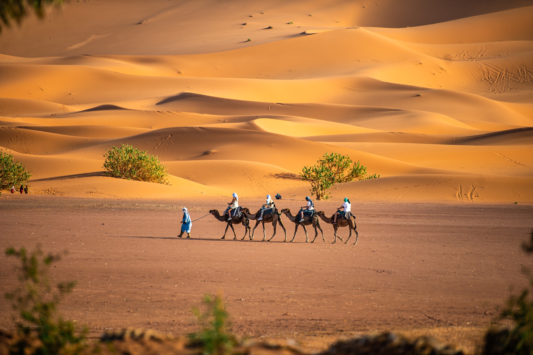 Camel-caravan-crossing-golden-dunes-at-Merzouga